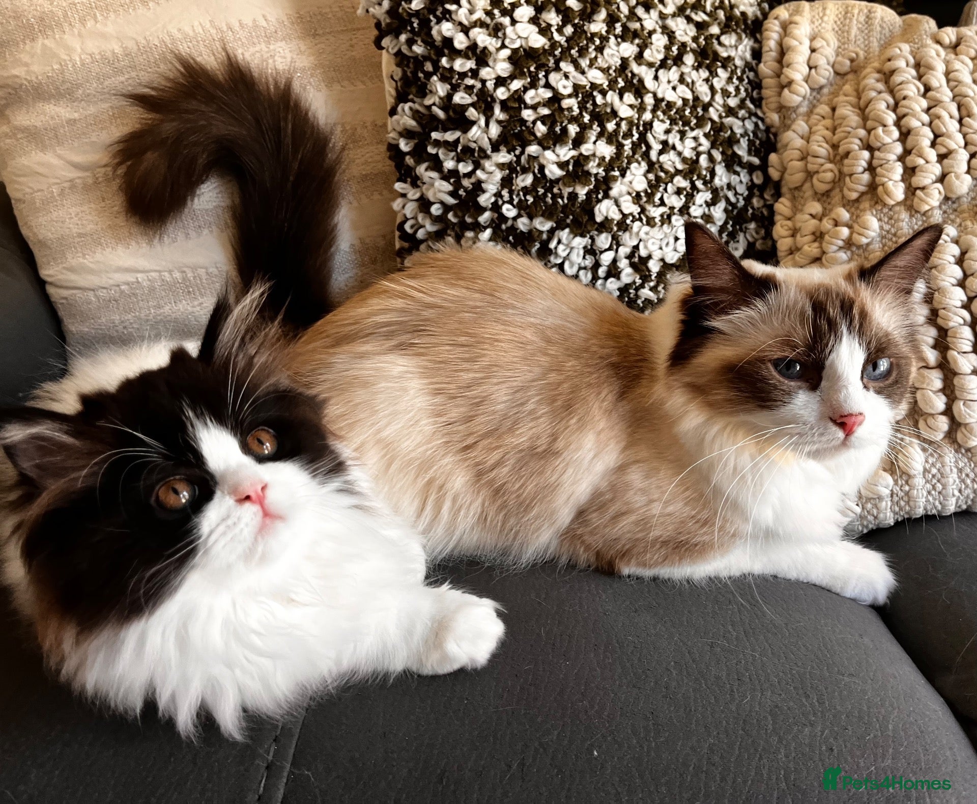 Persian cats Final Persian x Ragdoll female - Advert 1