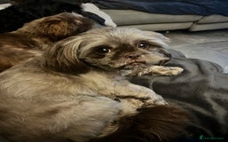 Shih Tzu dogs for sale: Chocolate Shih tzu  - Image 1