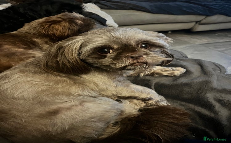 Shih Tzu dogs - Advert 2