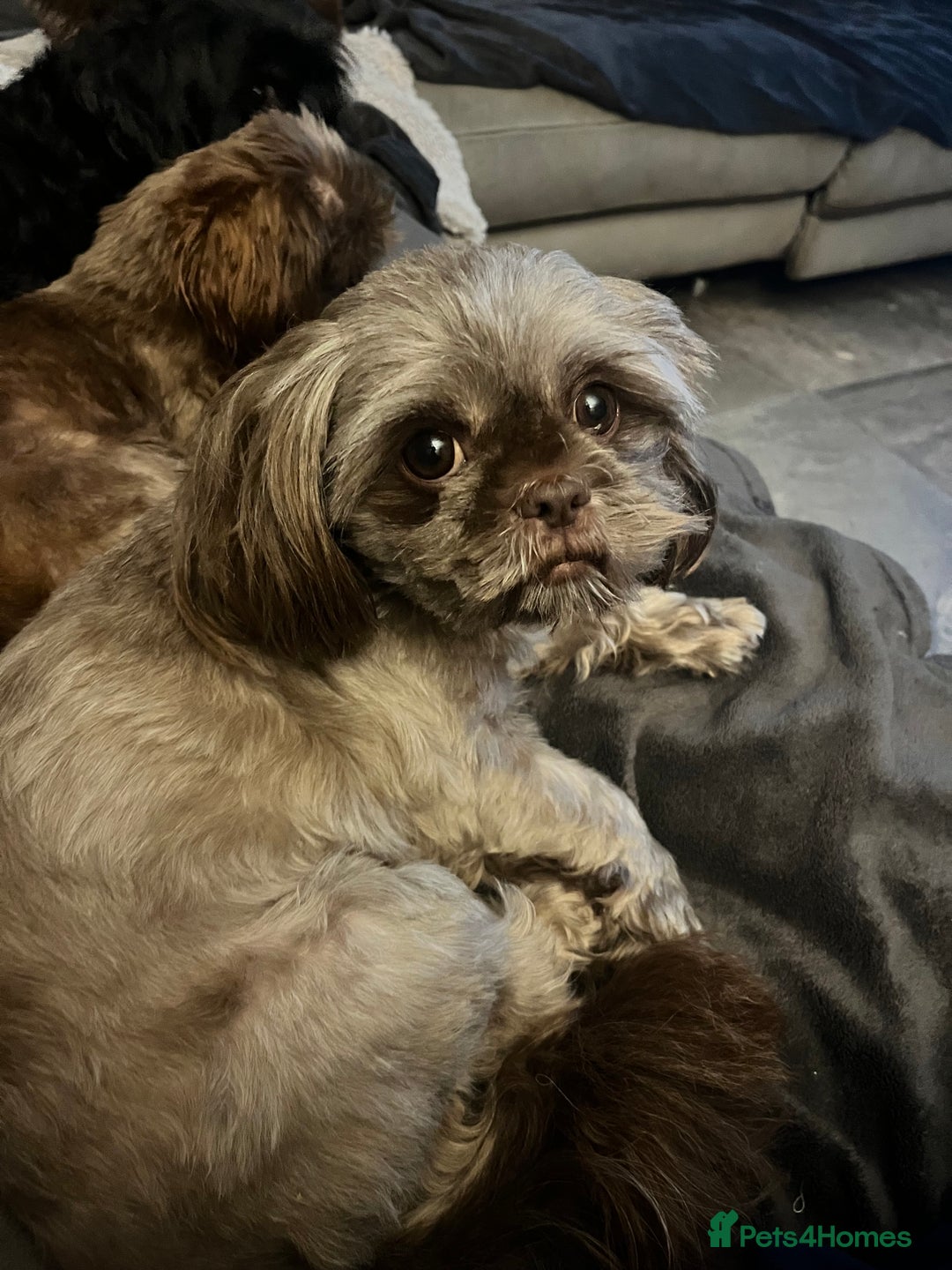 Shih Tzu dogs for sale: Chocolate Shih tzu  - Image 1