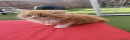 Persian cats for sale: Honey  - Advert 9
