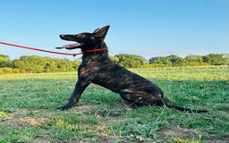 Belgian Shepherd Dog dogs for sale: Belgian Malinois / Dutch Herder  - Image 4