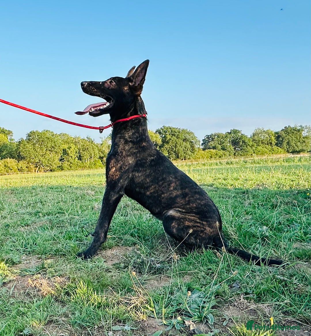 Belgian Shepherd Dog dogs for sale: Belgian Malinois / Dutch Herder  - Image 4