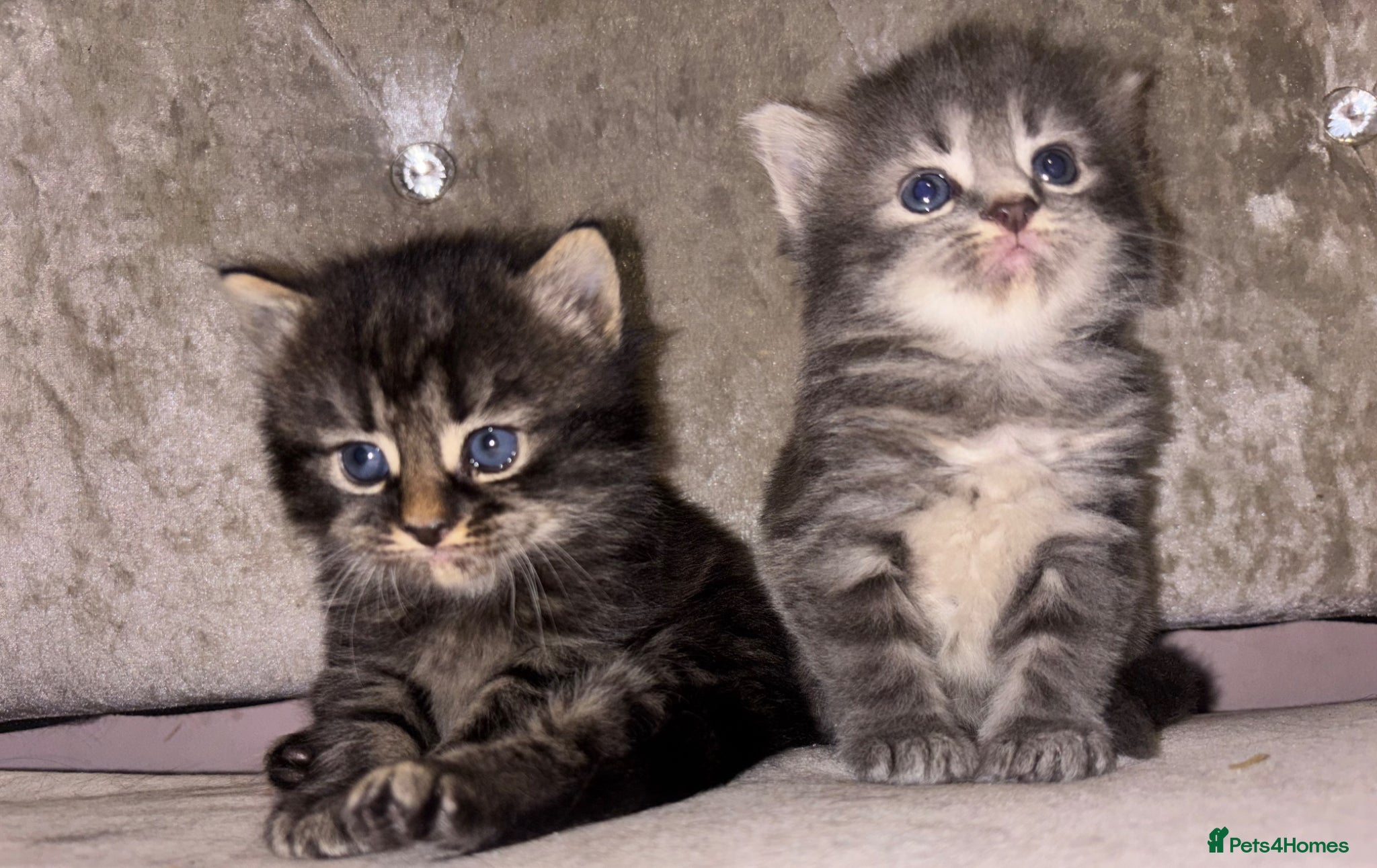Mixed Breed cats Beautiful Kittens for sale half grey BSH - Advert 8