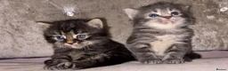 Mixed Breed cats for sale: Beautiful Kittens for sale half grey BSH - Advert 1