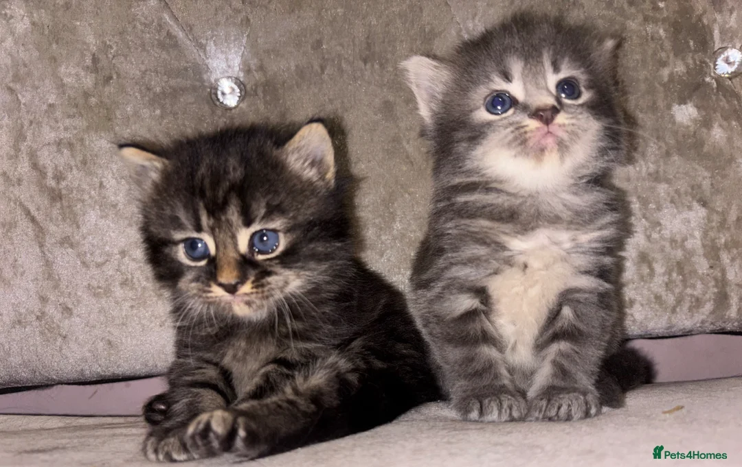 Mixed Breed cats for sale: Beautiful Kittens for sale half grey BSH - Advert 1