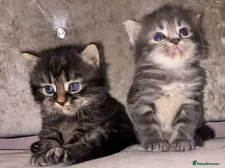 Mixed Breed cats Beautiful Kittens for sale half grey BSH - Advert 8