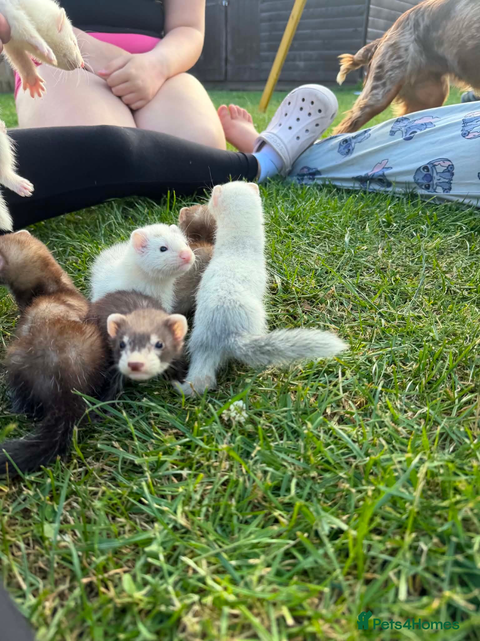 Ferret rodents Baby ferrets MIXED  - Advert 4