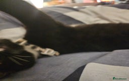 Bengal cats for sale: kitten for free  - Image 2