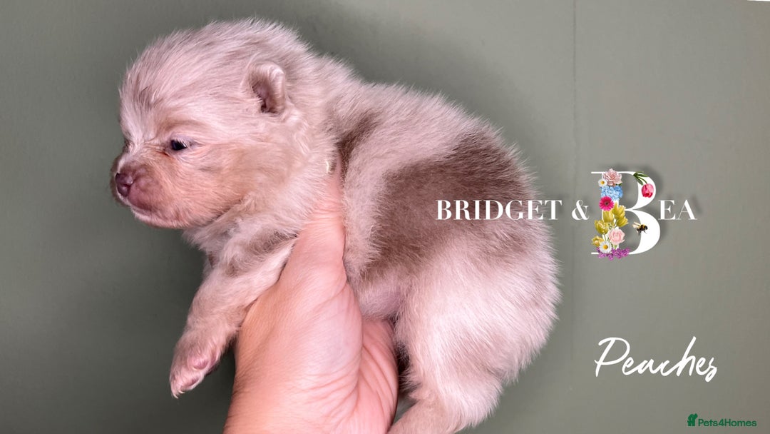 Pomeranian dogs for sale: 💛PUPPIES ARRIVED 💛 - Advert 25