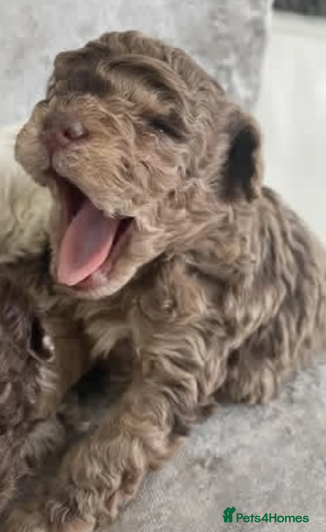 Cavapoo dogs for sale: Exquisite Merle F1b cavapoo puppies for sale  - Advert 2