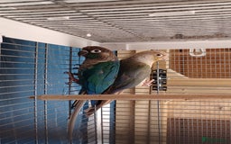 Conures birds for sale: Conures - Image 2