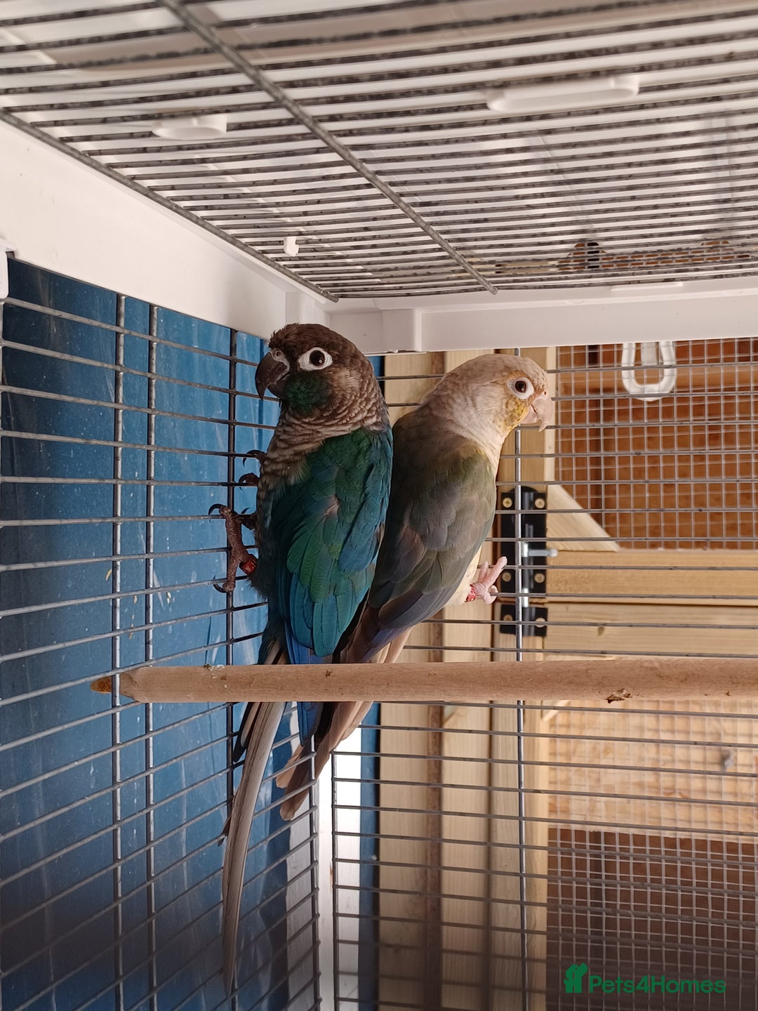 Conures birds for sale: Conures - Image 2