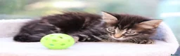 Mixed Breed cats for sale: Tabby Kittens Ready SOON - Advert 31