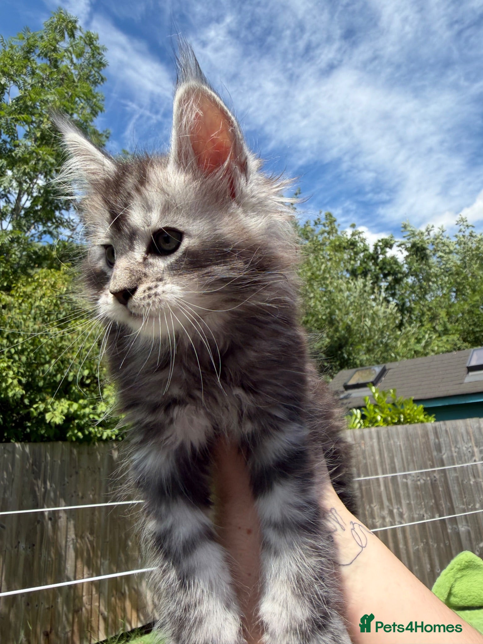 Maine Coon cats Champion blood line Mainecoon kittens  - Advert 2