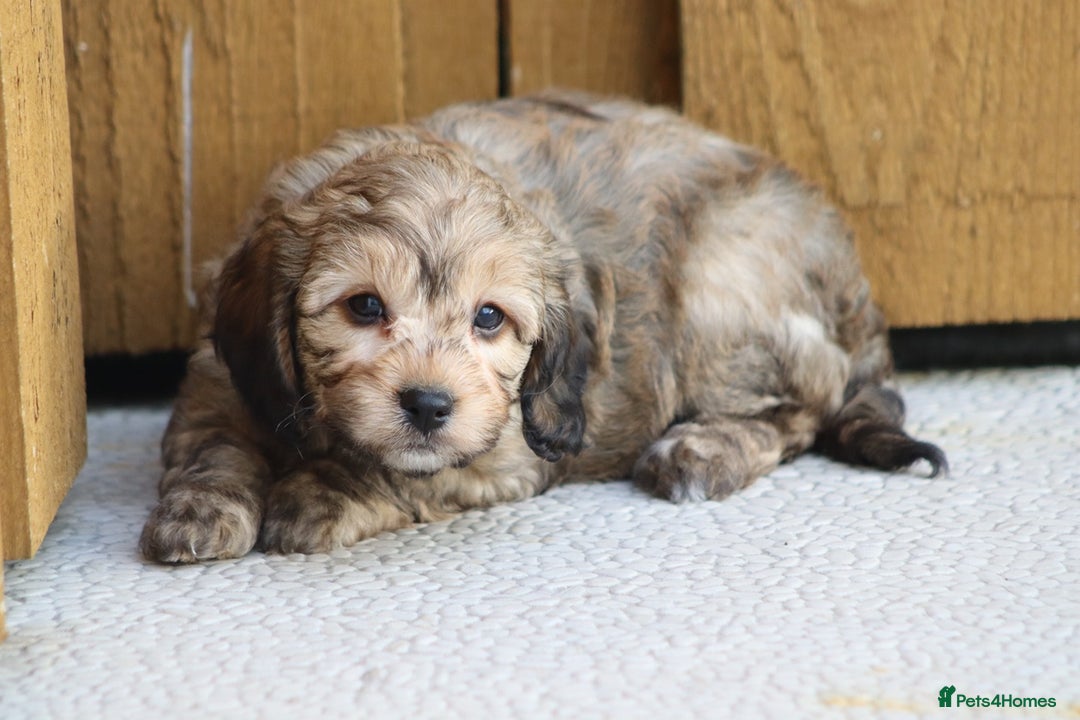 Cockapoo dogs for sale: Cockapoo puppies for sale!  - Advert 15