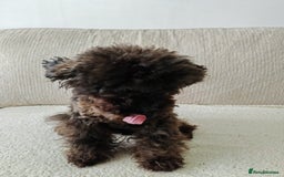 Toy Poodle dogs for sale: 16 Month Old Asian Toy Poodle - Image 8