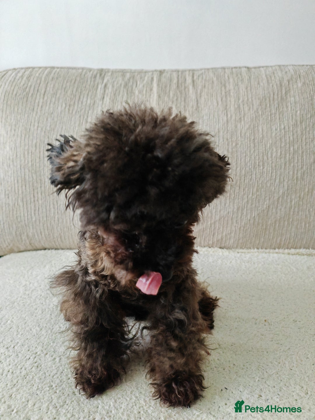 Toy Poodle dogs for sale: 16 Month Old Asian Toy Poodle - Image 8