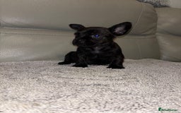 Mixed Breed dogs for sale: Rare Frenchie and Yorkie Mix litter - Image 7