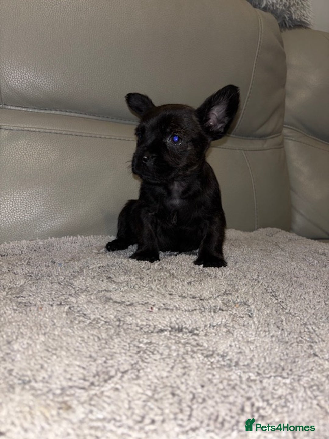 Mixed Breed dogs for sale: Rare Frenchie and Yorkie Mix litter - Image 7