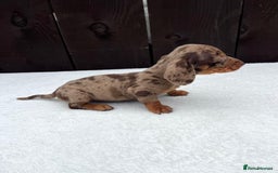Miniature Dachshund dogs for sale: Dachshund puppies 5Boys  - Image 27