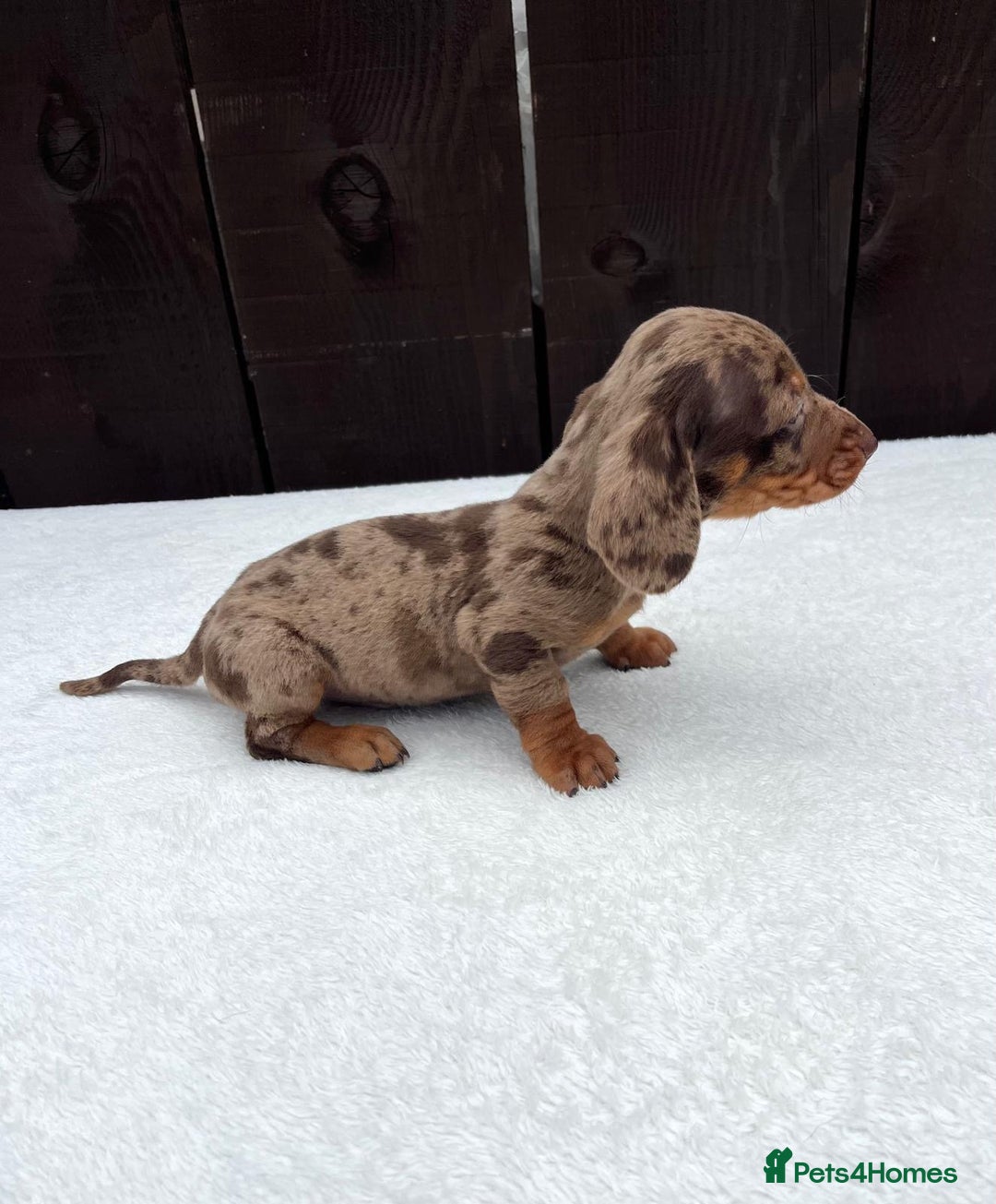Miniature Dachshund dogs for sale: Dachshund puppies 5Boys  - Image 27