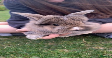 Mini Lion Lop rabbits - Advert 10