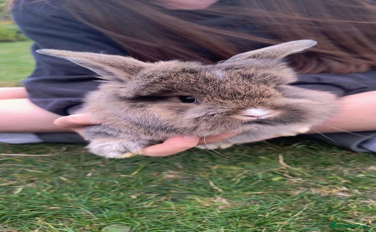 Mini Lion Lop rabbits - Advert 5