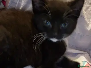 Mixed Breed cats 1 gorgeous rescue kitten left to reserve - Advert 14