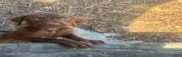 Mixed Breed dogs for sale: READY NOW  - Weimaraner x Vizsla - Advert 11
