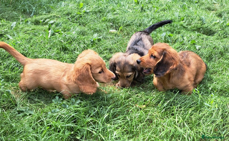Miniature Dachshund dogs - Advert 10