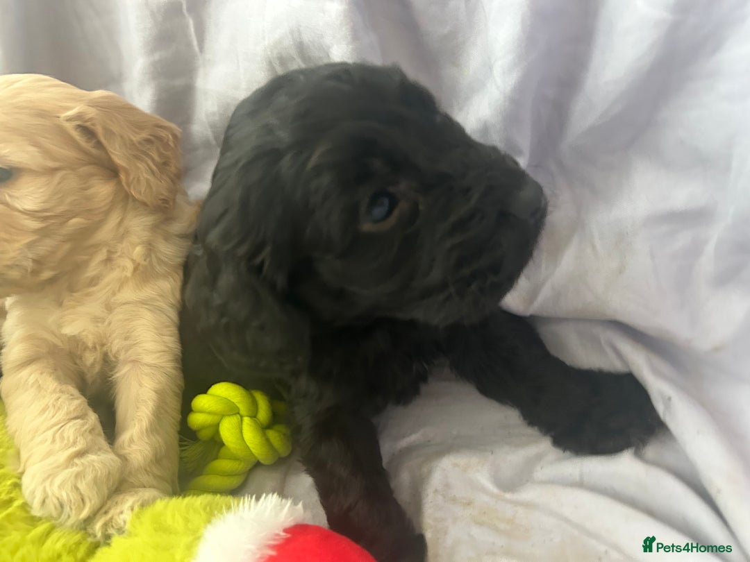 Cockapoo dogs for sale: F1 cockapoo puppies  - Advert 16