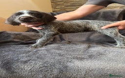 German Wirehaired Pointer dogs for sale: GWP Pups for sale field bloodlines land waterfowl  in Preston - Image 19