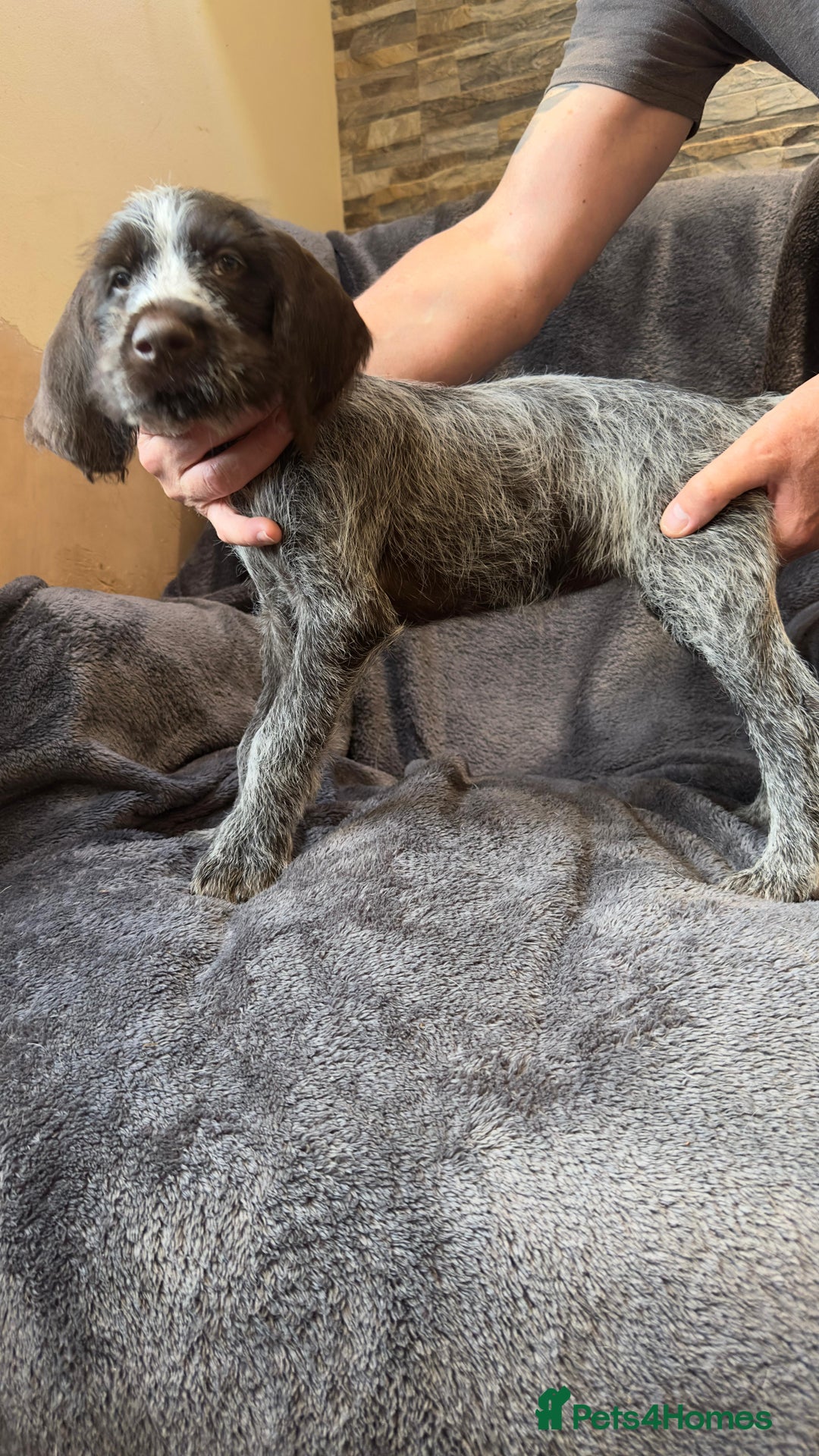 German Wirehaired Pointer dogs for sale: GWP Pups for sale field bloodlines land waterfowl  in Preston - Image 19