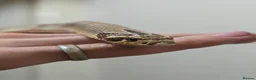 Snake reptiles for sale: Special Hognose Snake  in Swansea - Advert 3