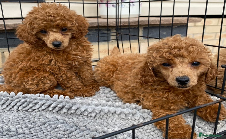Toy Poodle dogs - Advert 5