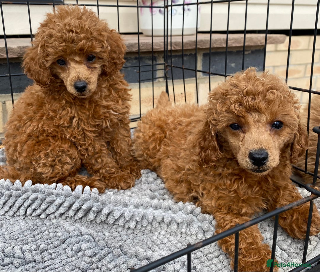 Toy Poodle dogs for sale: Kc toy poodle red boys - Image 1