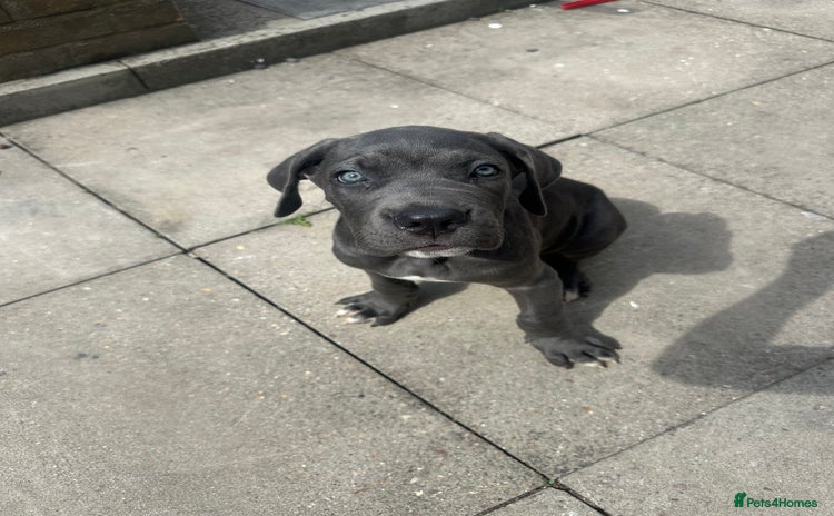 Cane Corso dogs - Advert 1