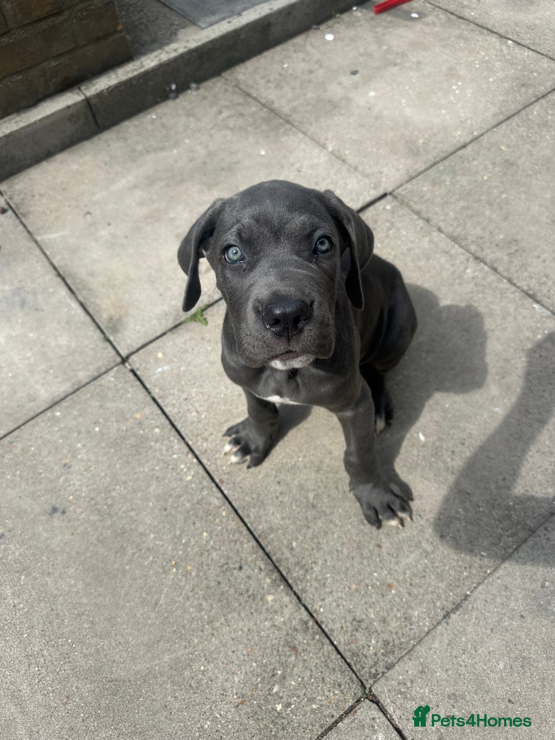 Cane Corso dogs for sale: Male cane corso puppy - Image 1