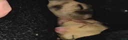 Sugar Glider rodents for sale: 2 female sugar gliders in Falmouth - Advert 2