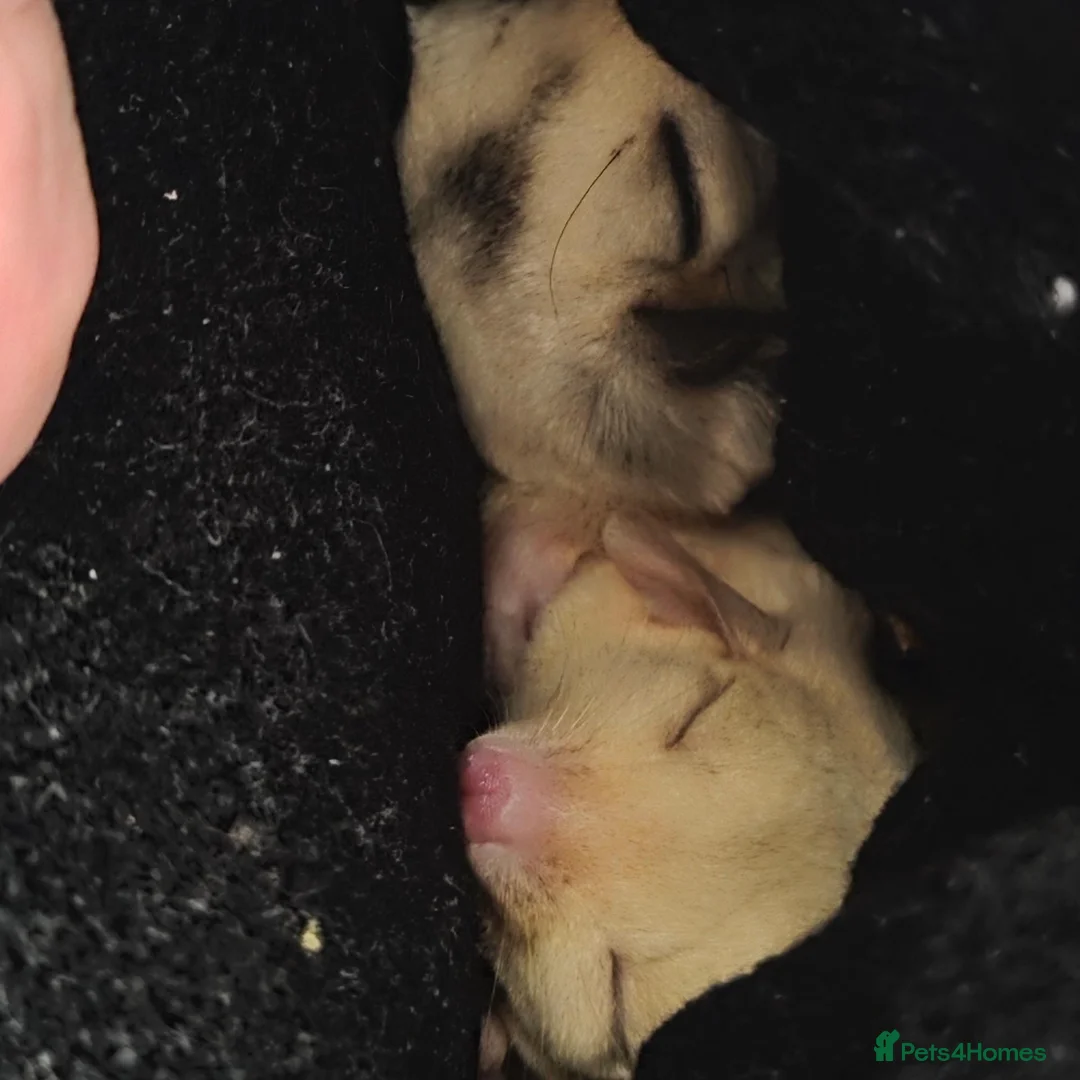 Sugar Glider rodents for sale: 2 female sugar gliders in Falmouth - Advert 2