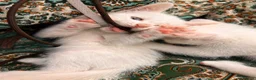 Turkish Angora cats for sale: Kittens x 6, Turkish Angora. White and Tabby in Wembley - Advert 12