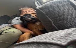 Boxer dogs for sale: Beautiful girl deserves the world 8 months old - Image 13