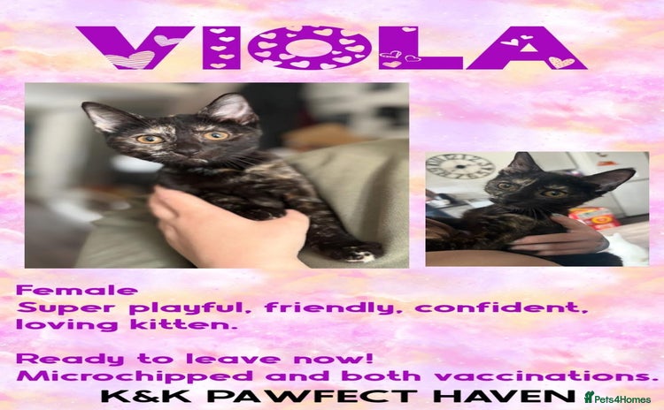 Domestic Shorthair cats - Advert 1