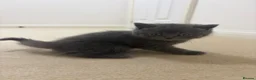 British Shorthair cats for sale: British blues - Advert 7