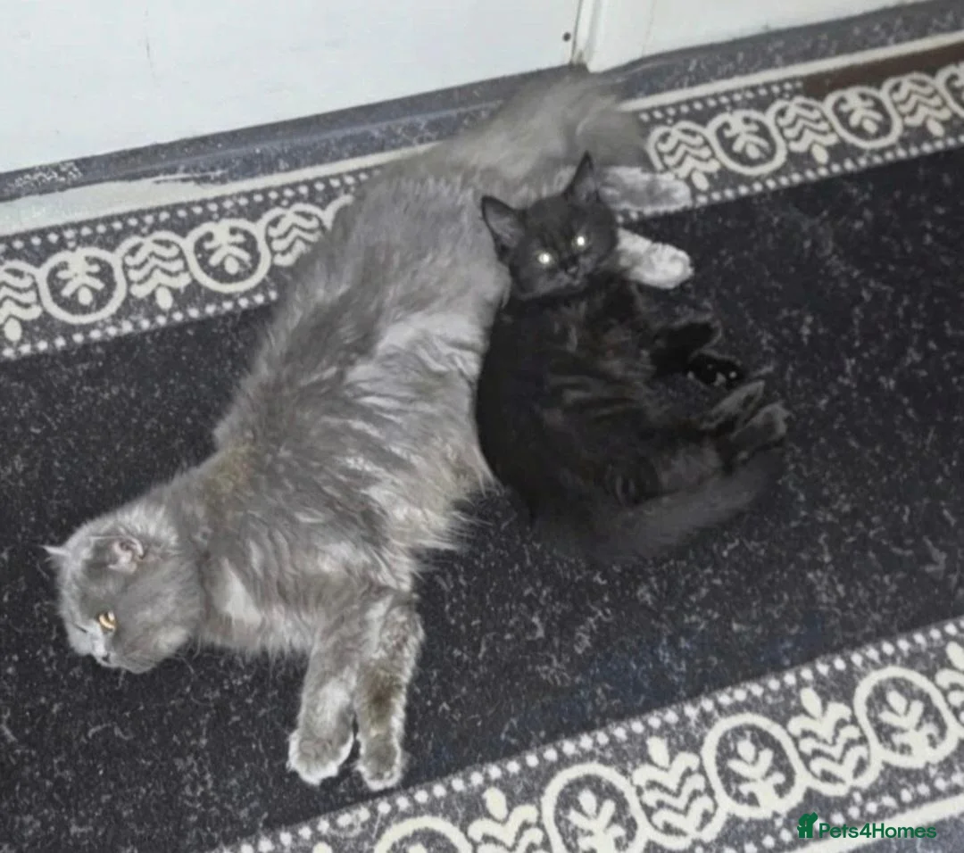 Mixed Breed cats for sale: Beautiful black mixed breed female kitten  - Advert 9