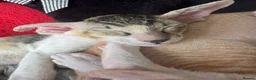 Peterbald cats for sale: Pedigree registered TICA kittens - Advert 12