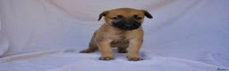 Mixed Breed dogs for sale: Dutch herder cross puppies - Advert 10