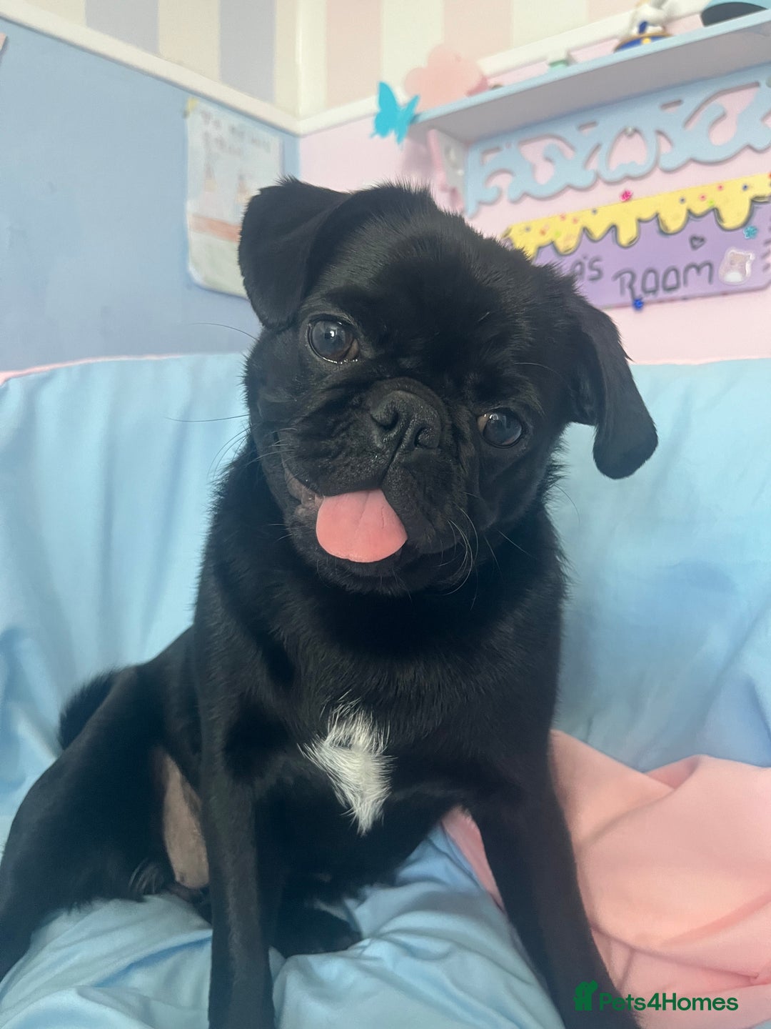 Pug dogs for sale: Edna the pug - Advert 3