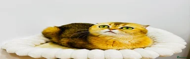 Scottish Fold adult girl available 